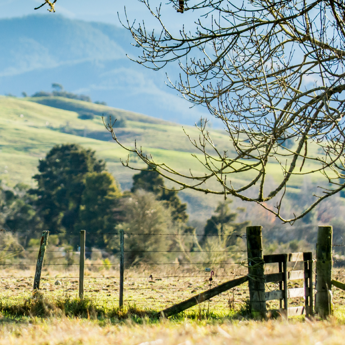organic peony farm with gate in foreground