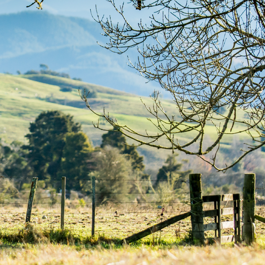 organic peony farm with gate in foreground