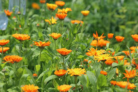 Field of healing calendula flowers