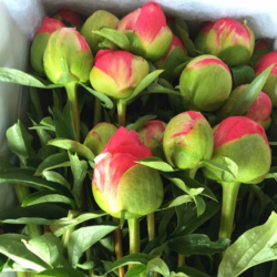 how to care for bunch of coral peonies